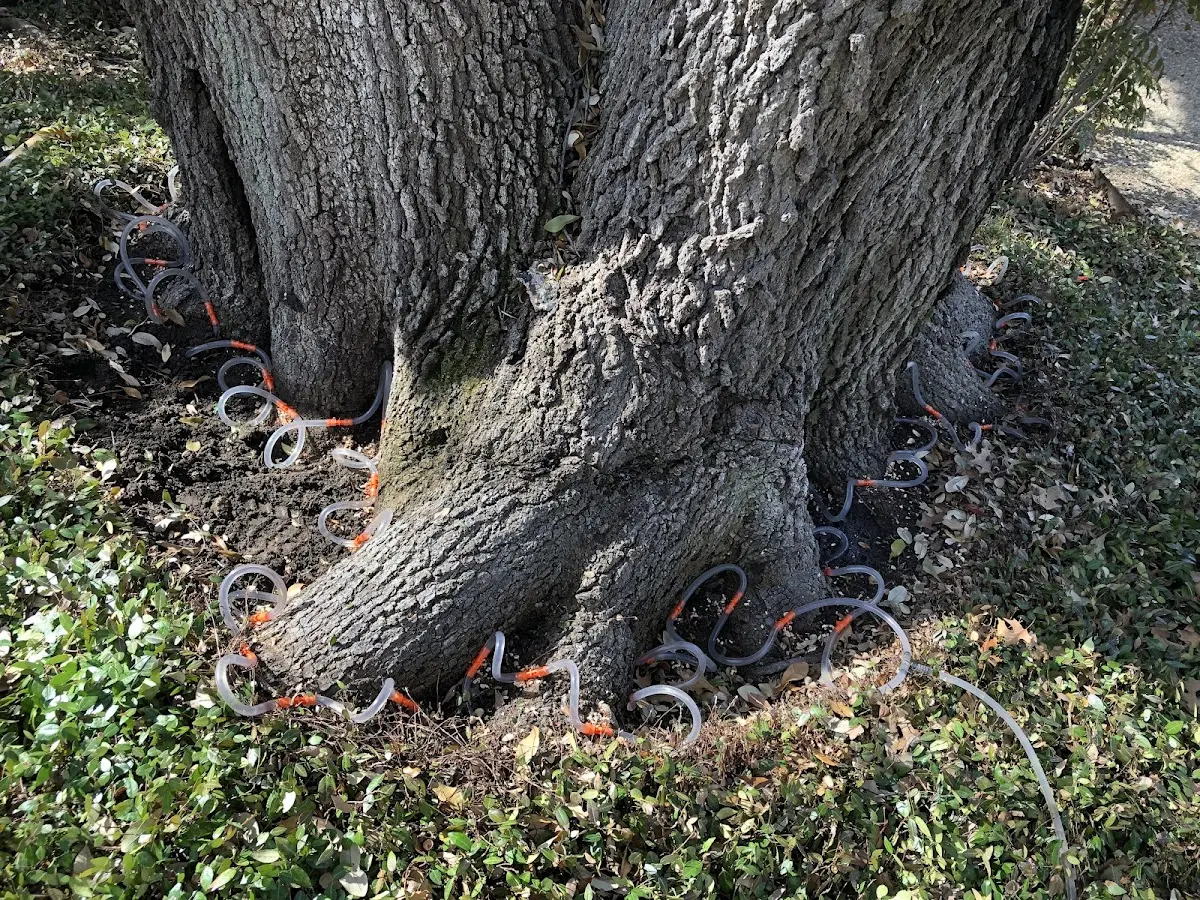 Detailed Tree Cabling and Bracing job site in Hobbsville