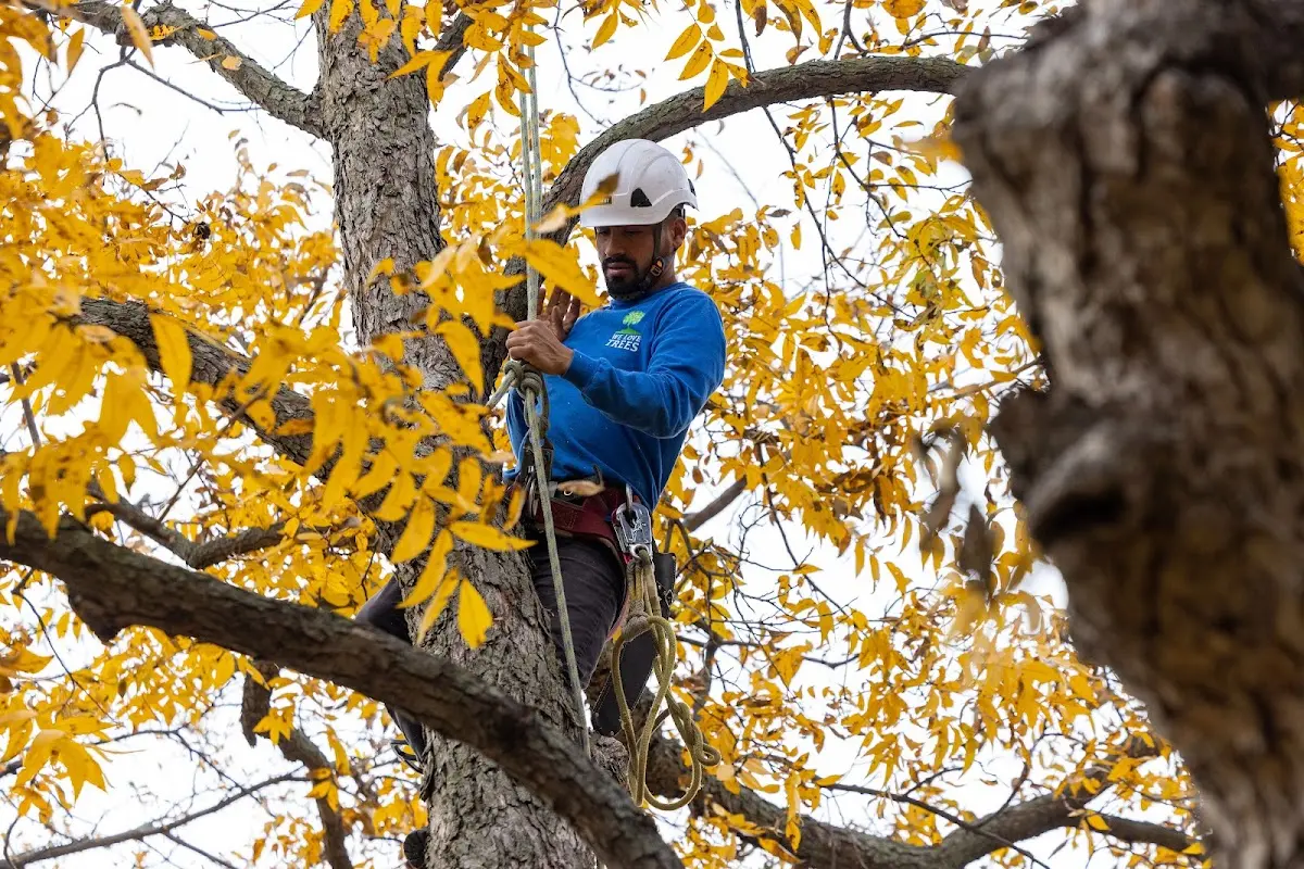 Skilled Tree Pruning crew working in Hobbsville